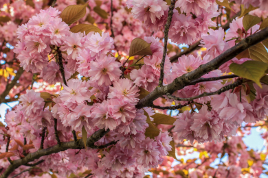 Cerisier du Japon 'Kanzan' - Arbre d'ornement 