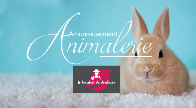 Amoureusement animalerie