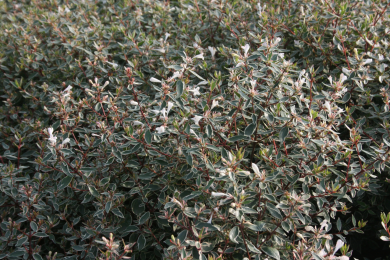Abélia Grandiflora 'Variegata'