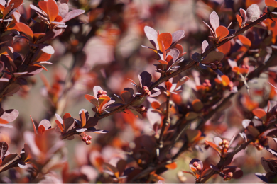 Epine-Vinette de Thunberg 'Aurea'