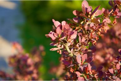 Epine-Vinette de Thunberg 'Atropurpurea'