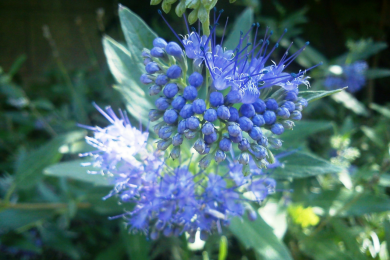 Barbe bleue, Spirée bleue Grand Bleu