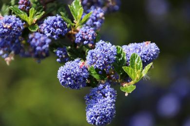 Lilas de Californie 'Concha'