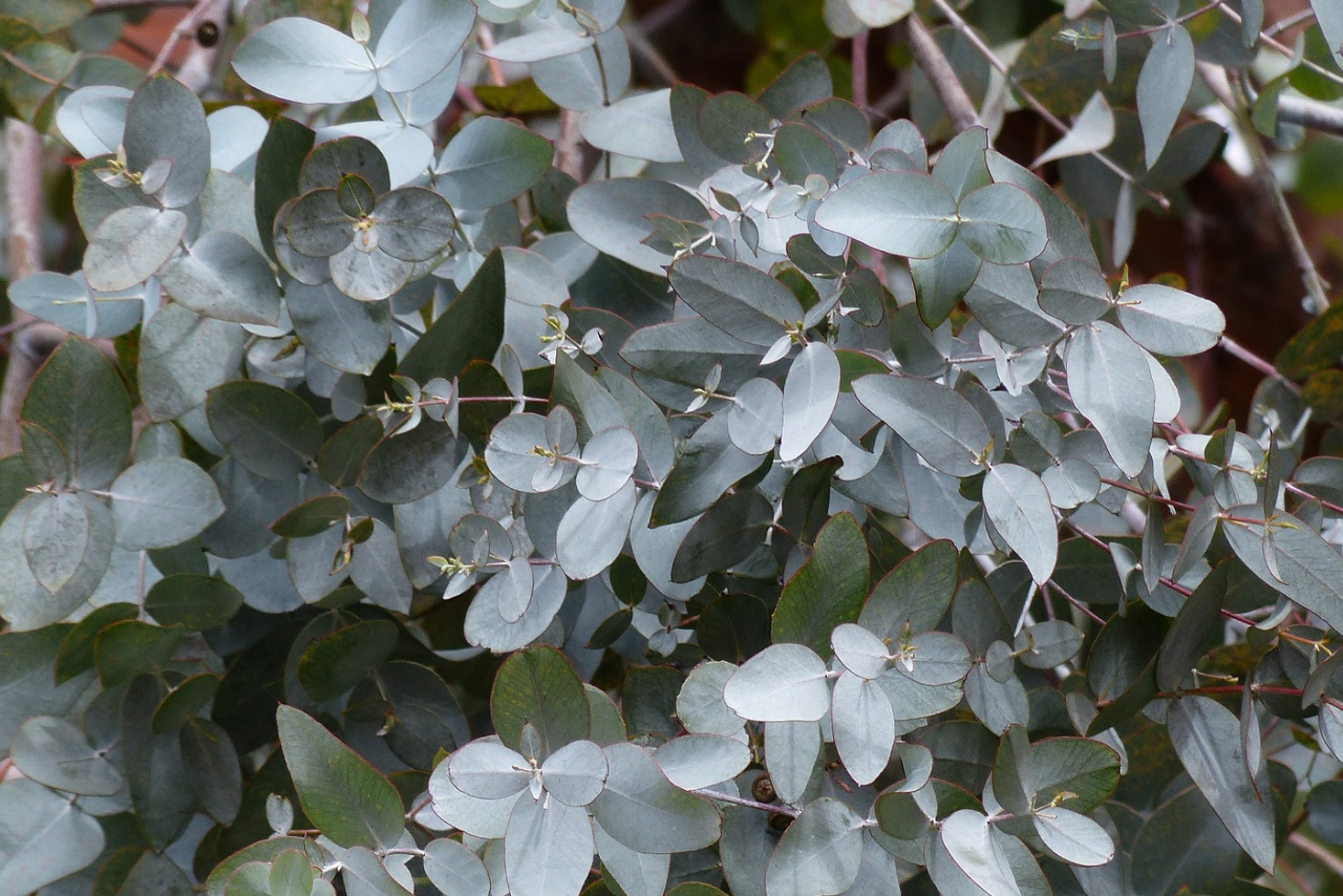 Eucalyptus à feuilles rondes - Arbres - Tesa Garden