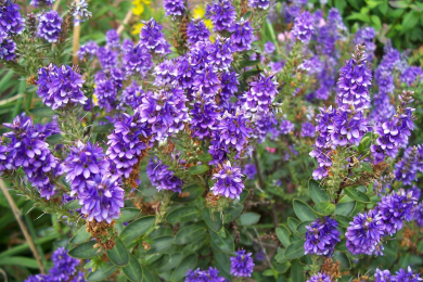 Véronique arbustive 'Autumn Glory'