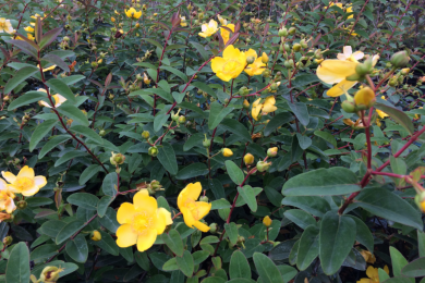 Millepertuis Hidcote - Hypericum