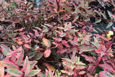 Hypericum Moserianum Tricolor 