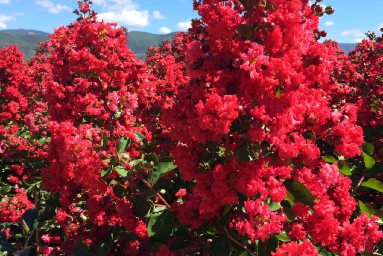 Lilas des Indes 'Red Imperator' - Arbustes - Tesa Garden