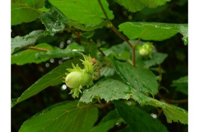 Noisetier Merveille de Bollwillers