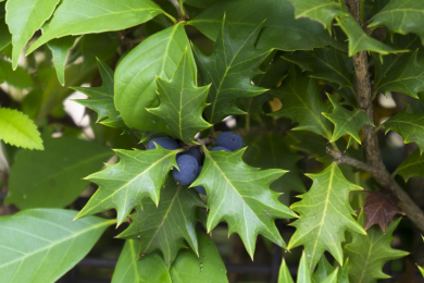 Osmanthe à feuilles variables 'Tricolor Goshiki'