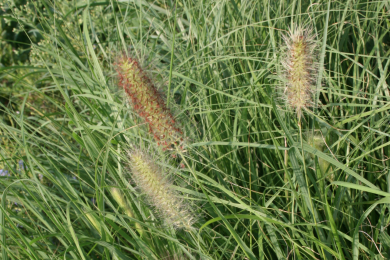 Herbes aux écouvillons 'Little Bunny'