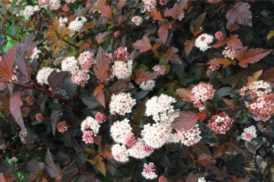 Physocarpe à feuilles d'Obier 'Red Baron'