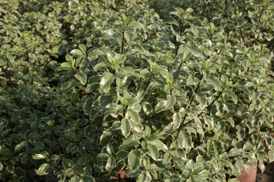 Pittosporum à petites feuilles Variegatum 