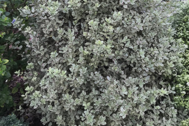 Pittosporum Tenuifolium Elisabeth