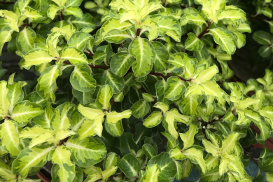 Pittosporum Tenuifolium Gold Star