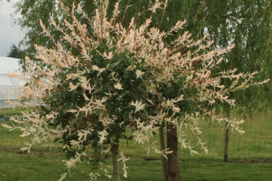 Saule crevette 'Hakuro Nishiki'