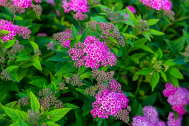 Spirée Japonaise 'Antony Waterer'