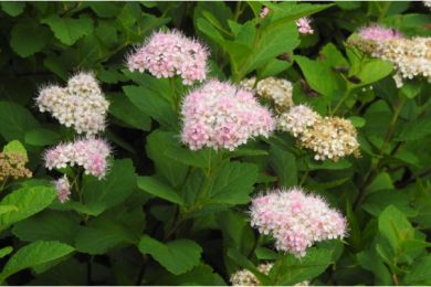 Spirea Japonica Little Princess 