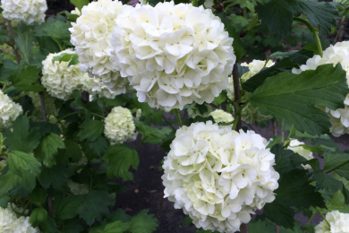 Viorne Orbier, Boule de neige 'Roseum'