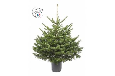 Nordmann en pot