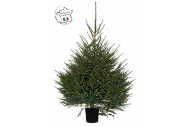 Epicéa en pot