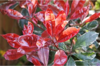 Photinia x Fraserii Red Robin