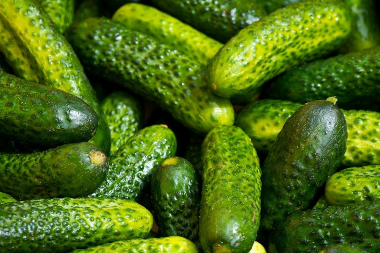 Cornichon Barquette de 6 plants Plants potagers Tesa Garden