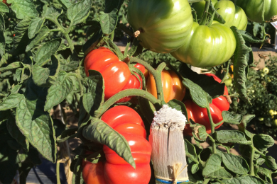 Tomate - Barquette de 6 plants