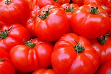 Tomate - Pot de 10.5 cm