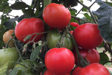 Tomate - Greffée - Pot de 13 cm
