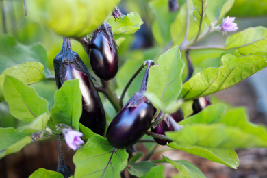 Aubergine - Barquette de 6 plants 