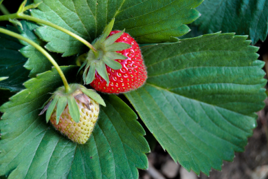 Fraisier - Pot de 10.5 cm