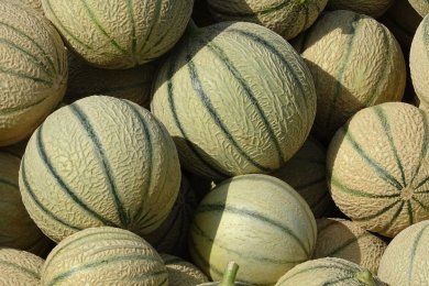 Melon - Barquette de 6 plants 