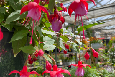 Suspension - Fuschias - D26