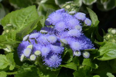 Agérate - Barquette de 10 plants 