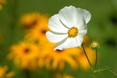 Cosmos - Barquette de 10 plants 