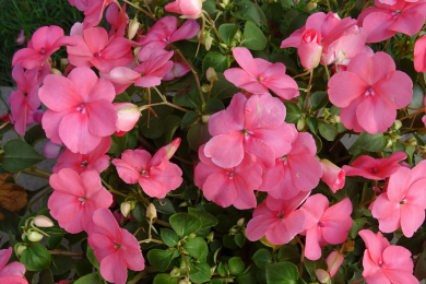 Impatiens - Barquette de 10 plants