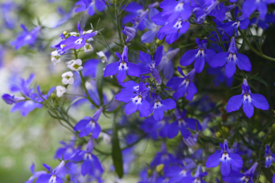 Lobelia Massif - Barquette de 10 plants