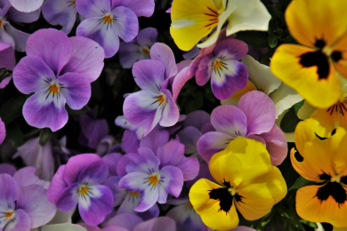 Pensée - Barquette de 10 plants 