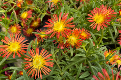 Pourpier - Barquette de 10 plants 