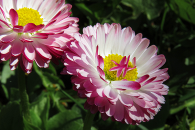 Reine marguerite - Barquette de 10 plants 