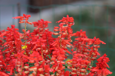 Sauge rouge - Barquette de 10 plants 