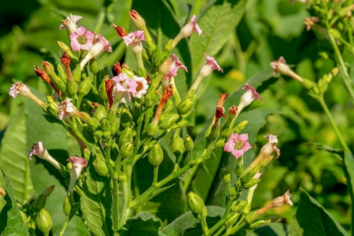 Tabac - Barquette de 10 plants 