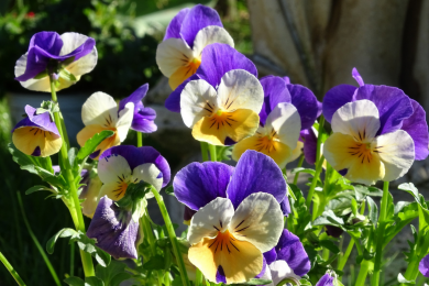 Violette cornue - Barquette de 10 plants 