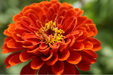 Zinnia - Barquette de 10 plants 