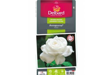 Rosier - Annapurna® - Delbard .. 