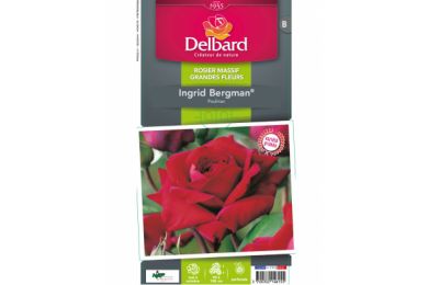 Rosier - Ingrid Bergman® - Delbard .. 