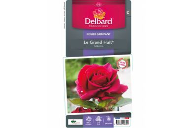 Rosier - Le Grand Huit® - Delbard .. 