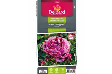 Rosier - New Imagine® - Delbard .. 