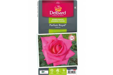 Rosier - Parfum Royal® - Delbard .. 